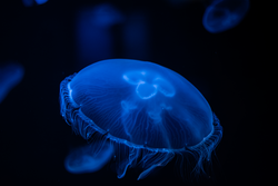 jellyfish in aquarium in greece